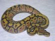 0,1 Orange Ghost NZ10.JPG