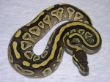 0,1 Mojave NZ 10.JPG